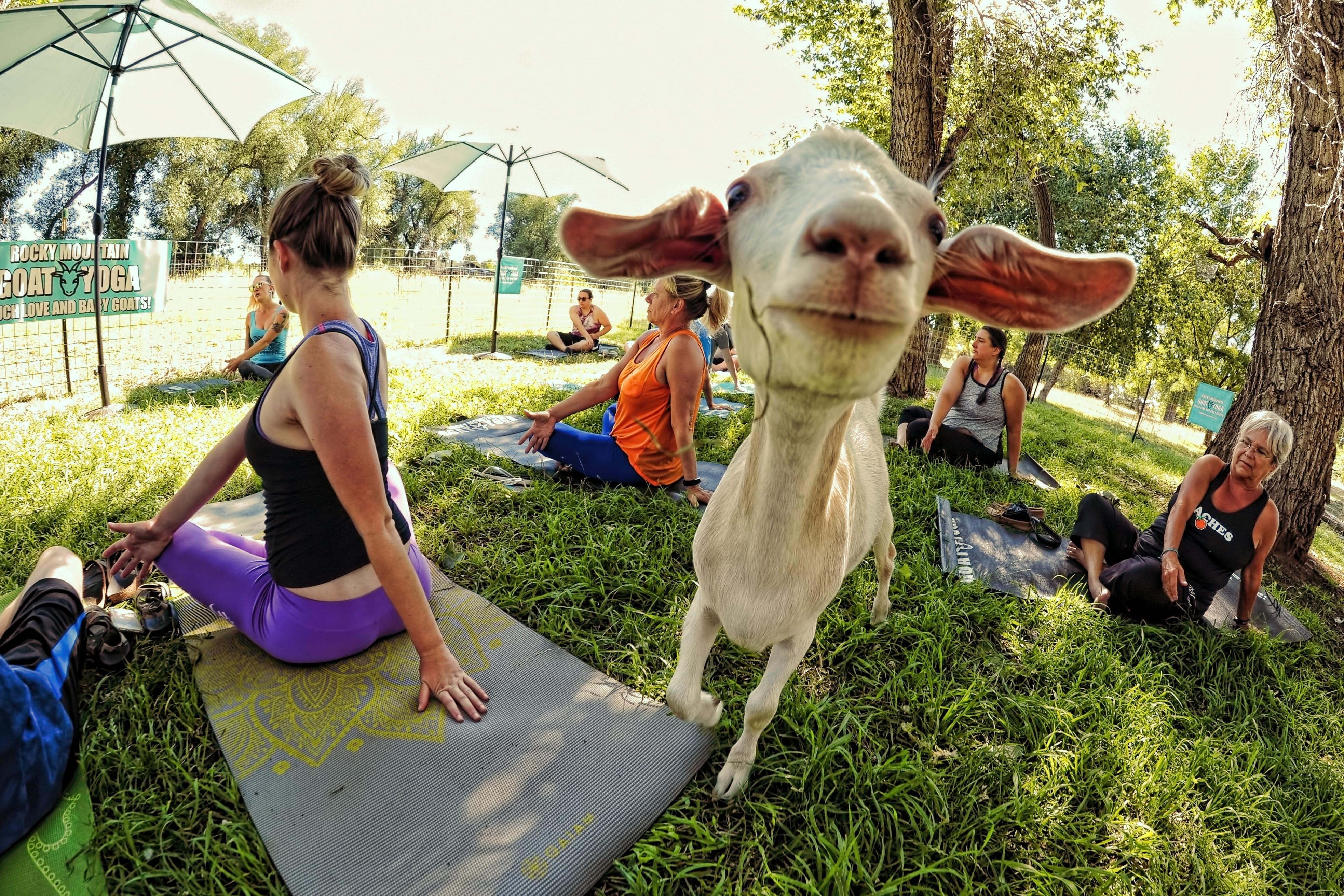 Rocky Mountain Goat Yoga - Find Out More About Colorado Goat Yoga